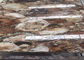 Les dalles pétrifiées de pierre semi précieuse en bois lissent la coupe adaptée aux besoins du client par surface fournisseur